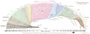 Noah had every single one of these animals on the ark with him. True story.
